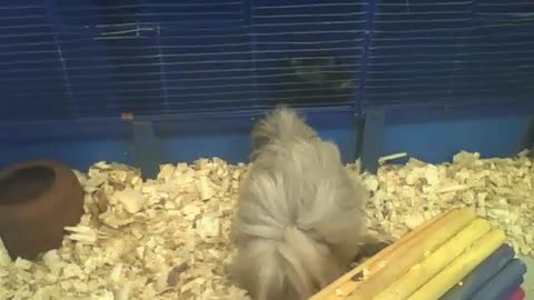 Peruvian guinea pig looking for something on the ground, what will it be... [Nature & Animals]