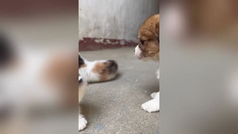 Fierce kitten,cat dog fight