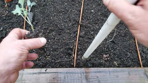 How I Space & Transplant Plants Like Broccoli In A Freshly Prepped Bed