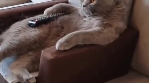 Cat Watching Horror Movie