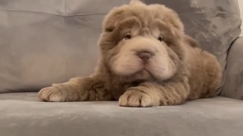 Our Bear Coat Shar Pei: circus bear in disguise! 🐻🎪