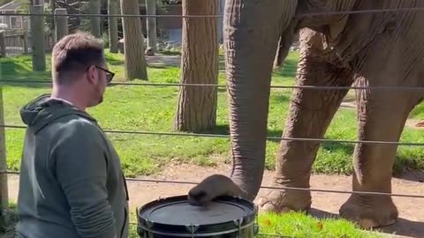 Adorable Elephant Learns to Play the Drums! #Elephants #Shorts