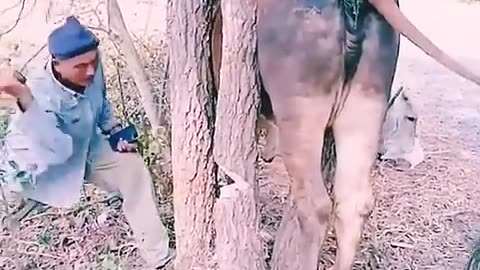 animaldiversityuaca rescue cows stuck to branches