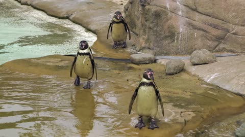 Funny Penguin play's in water..