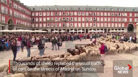 Sheep take over Madrid's streets as they head for winter pastures