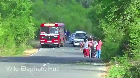 WATCH THIS CRAZY WILD ELEPHANT DISPLAY MADNESS ON VAN AND CAR PASSENGERS