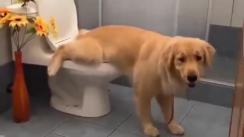 Funny dog in washroom