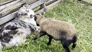 Baby Sheep Doesn't Play Nice