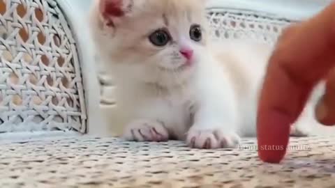 Mama Cat Takes Back Crying Kitten From Toddler