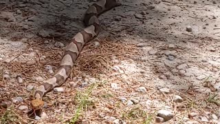 Copperhead