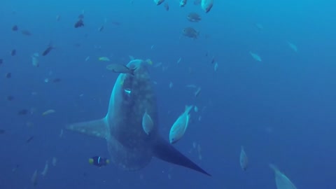 Scientists document giant Mola Mola at deep ocean cleaning station Patr:- 3