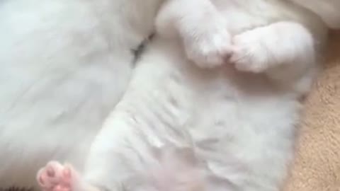 OMG Super Cute Cat Sleeping Reaction | Funny Cat Sleeping