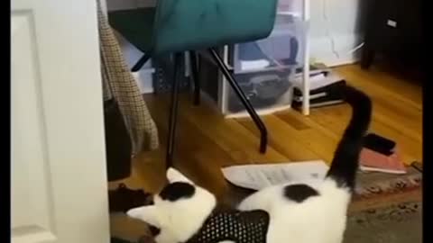 Crazy Cat Loses Its Mind After Drinking Too Much Rum!