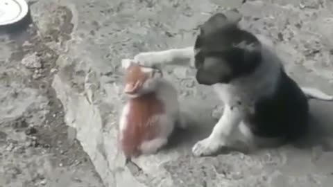 Dog blessing cat