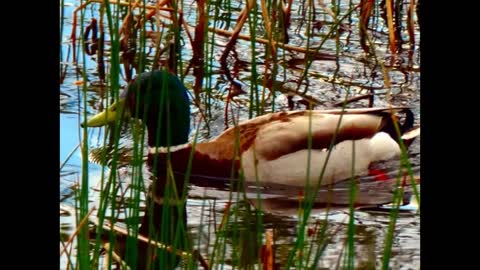 Wild life at Magpie Nature Reserve at Forest Gate, LondonUK