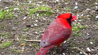 Cardinal