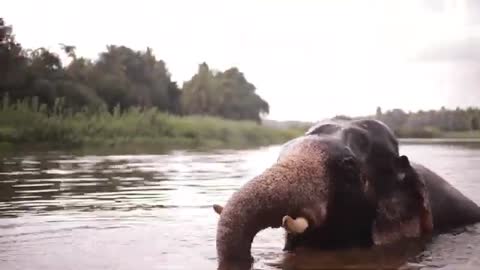 Elephant Bathing Asia