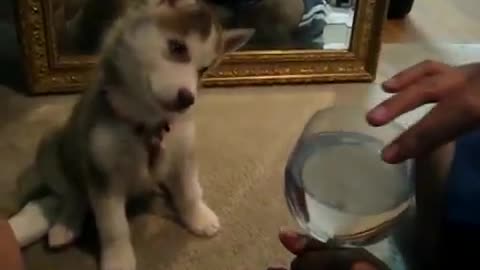 Husky Puppy Obsessed With Wine Glass