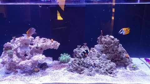90 Gallon Reef - 8 Months