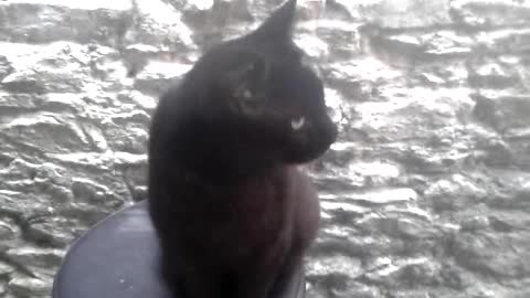 Salem the Talking Cat