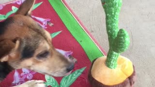 Dog Is Unsure About Mimicking Toy