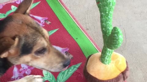 Dog Is Unsure About Mimicking Toy