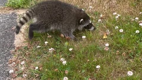 Baby Raccoon Isn't Sure About Fire Hydrant