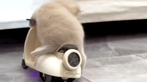You haven't seen Cute pets driving electric vehicles