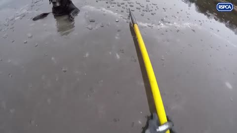 Dramatic Footage Shows Brave Woman Rescuing A Dog From Frozen River
