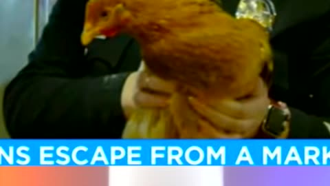 Chickens Escape Their Pens In China Town