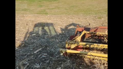 Cutting corn stalks