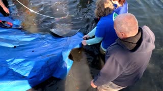 Rescuers Release Dozen Orphaned Manatees Back To The Wild In A Single Day 2