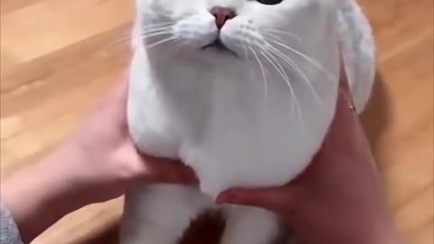 Cute Adorable White Cat