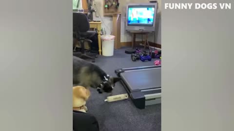 funny dog video, funny video dog 2022