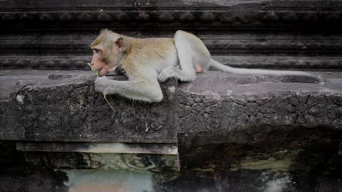 What are you thinking poor monkey ?