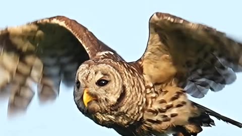 love watching owls fly