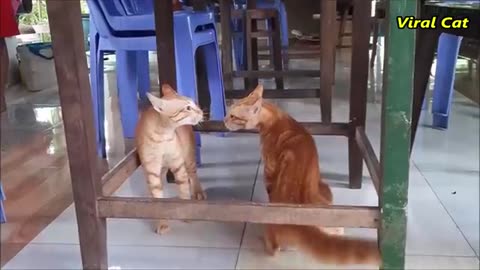 Cat fighting and meowing . These two are bloody brother/ funny cats