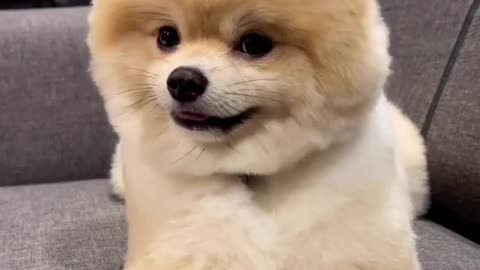 Dogs funny videos