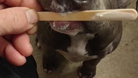 Puppy finishing the ice cream