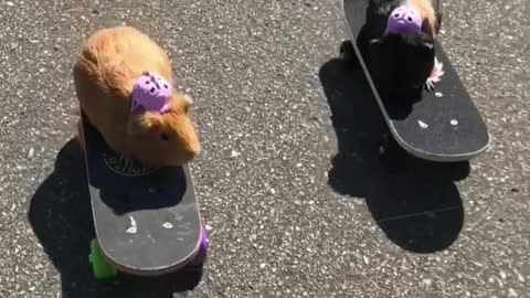 Guinea Pigs Ride Skateboards At Skate Park