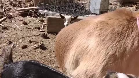 Beautiful goat's eating feed 2024 new video