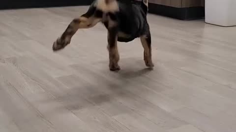 Cute dog funny dance