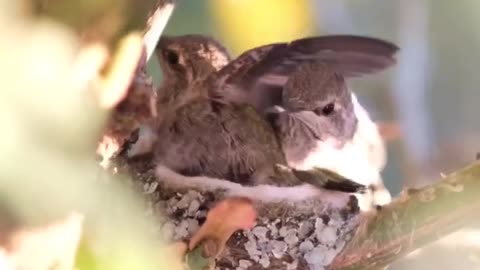 "From Nectar to Wings: The Fascinating Journey of a Hummingbird's Life Cycle"