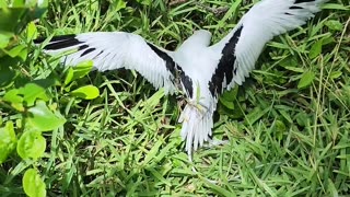 Man Helps Stuck Bird