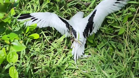 Man Helps Stuck Bird