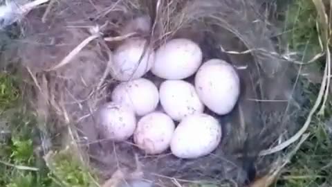 Bird nest making to chick hatch in nutshell