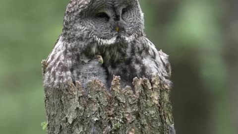 Wonderful and cute moments with a great gray Owl mother and her owlets.