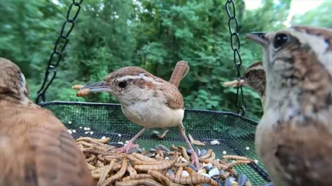 Carolina Wrens Enjoying Some Grub