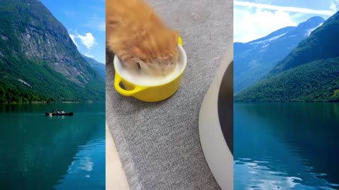 cute cat eat time...