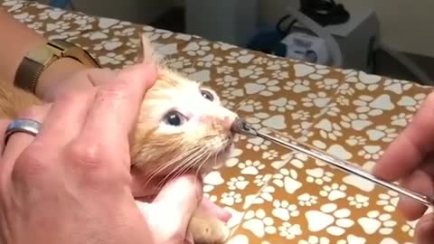 REMOVE BOTFLY FROM CAT